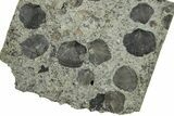 Plate of Fossil Brachiopods w/ Clionid Sponge Bores - Indiana #325720-1
